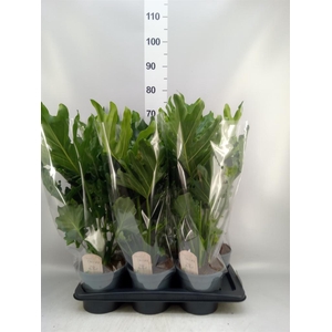 Philodendron bipinn. 'Little Hope'
