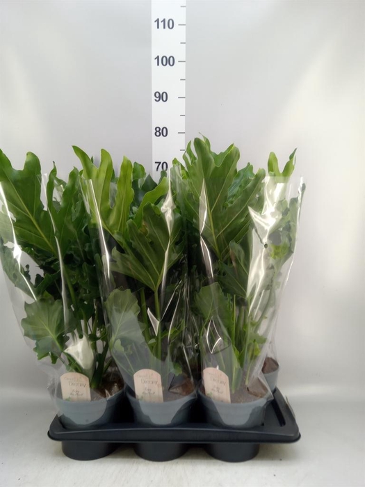 <h4>Philodendron bipinn. 'Little Hope'</h4>