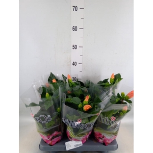 Hibiscus rosa-sin.   ...