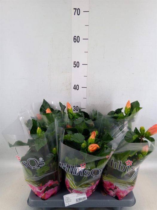 <h4>Hibiscus rosa-sin.   ...</h4>