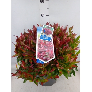 Leucothoe axillaris 'Zeblid'