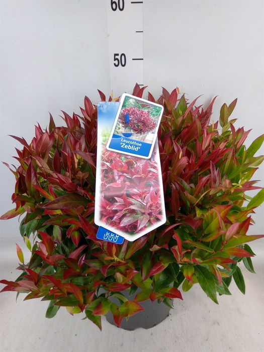 <h4>Leucothoe axillaris 'Zeblid'</h4>