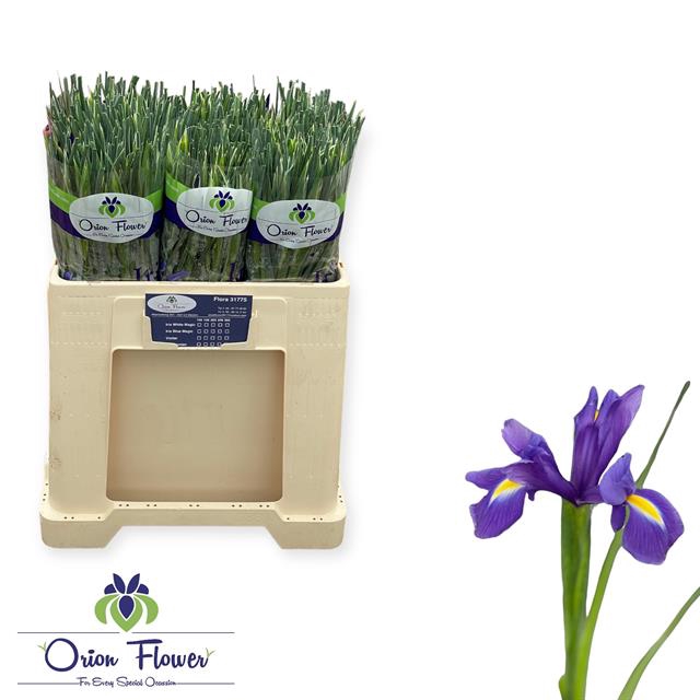 <h4>IRIS BLUE MAGIC</h4>