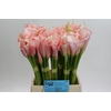 Zantedeschia Eydolls Salmon