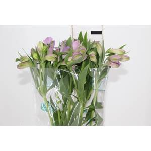ALSTROEMERIA PLATINA 080 CM