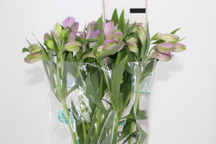 <h4>ALSTROEMERIA PLATINA 080 CM</h4>