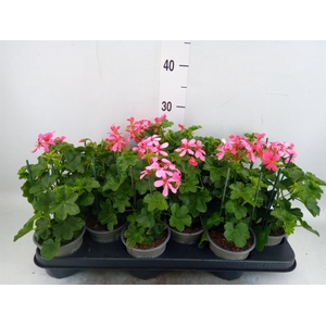 Pelargonium pelt. 'Balkon Roze'