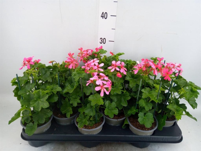 <h4>Pelargonium pelt. 'Balkon Roze'</h4>