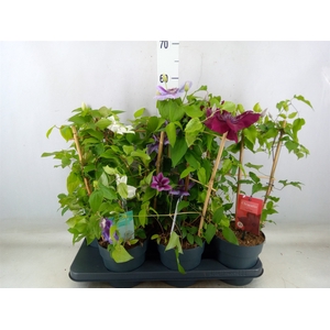 Clematis  'Boulevard'   ...mix