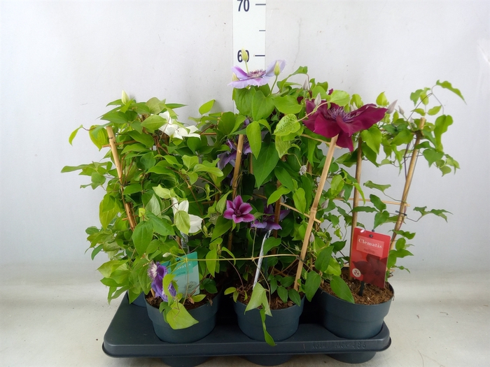 <h4>Clematis  'Boulevard'   ...mix</h4>