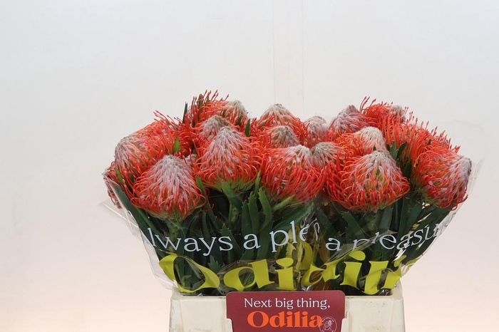 <h4>Nutans Tango</h4>