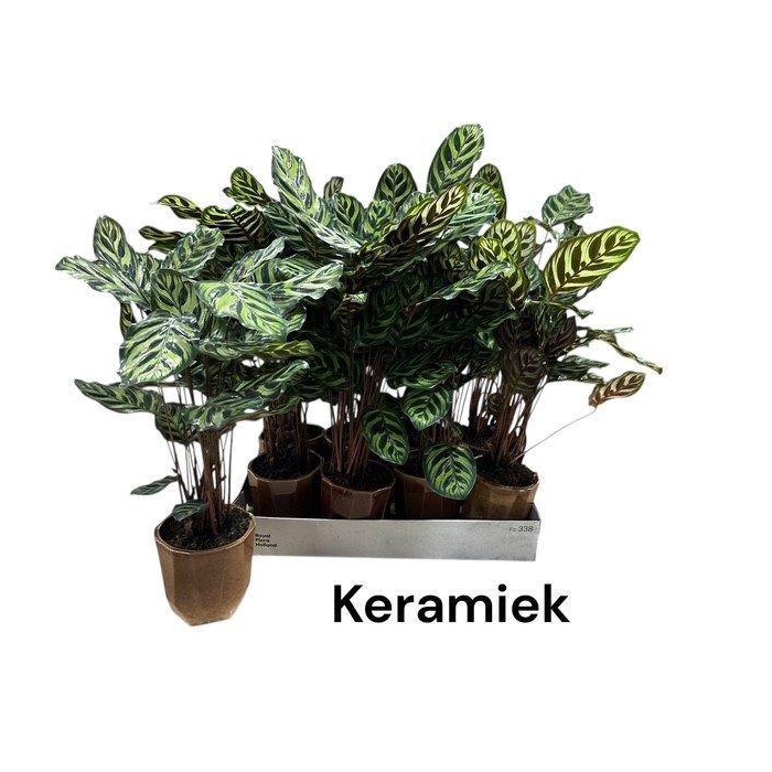 <h4>Calat Makoyana</h4>