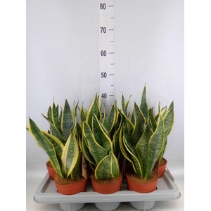 Sansevieria trifa. 'Futura Superba'