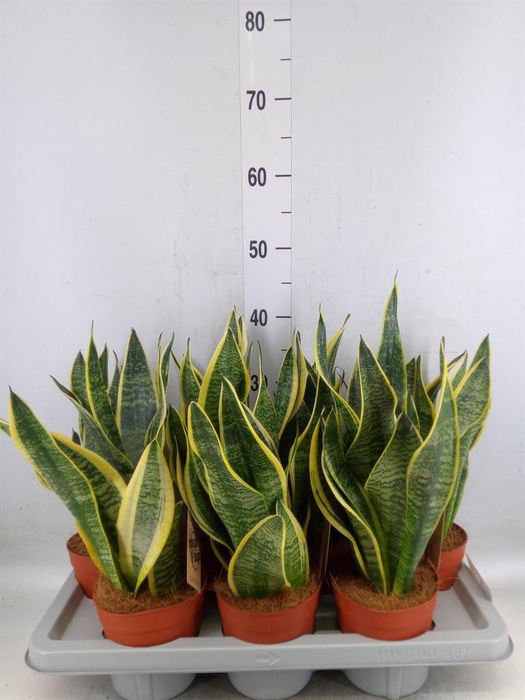 <h4>Sansevieria trifa. 'Futura Superba'</h4>