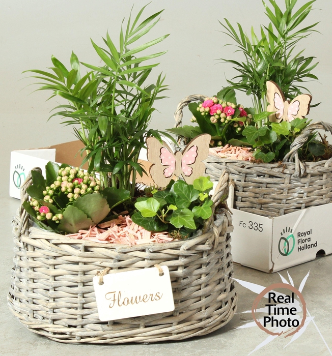 <h4>ARR KAMERPL</h4>