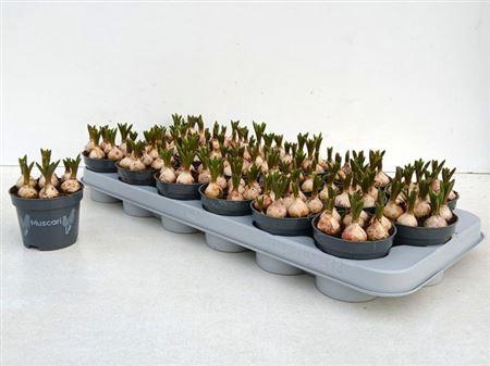 <h4>Muscari Armeniacum</h4>