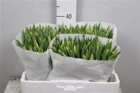 <h4>Tu En Strong Gold</h4>