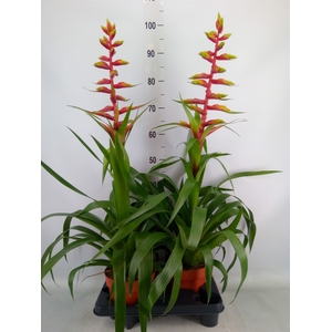 Guzmania  'Rebel'