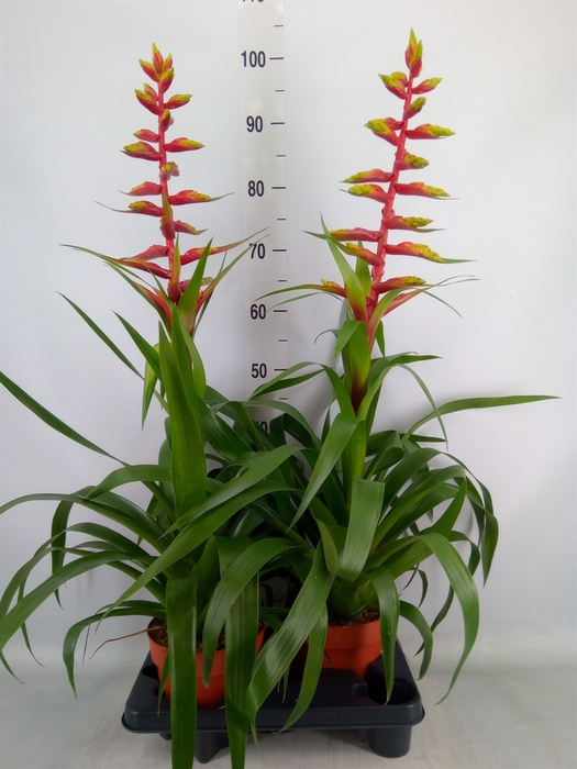<h4>Guzmania  'Rebel'</h4>