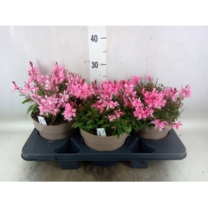 Gaura lindheimeri 'Gaudi Rose'