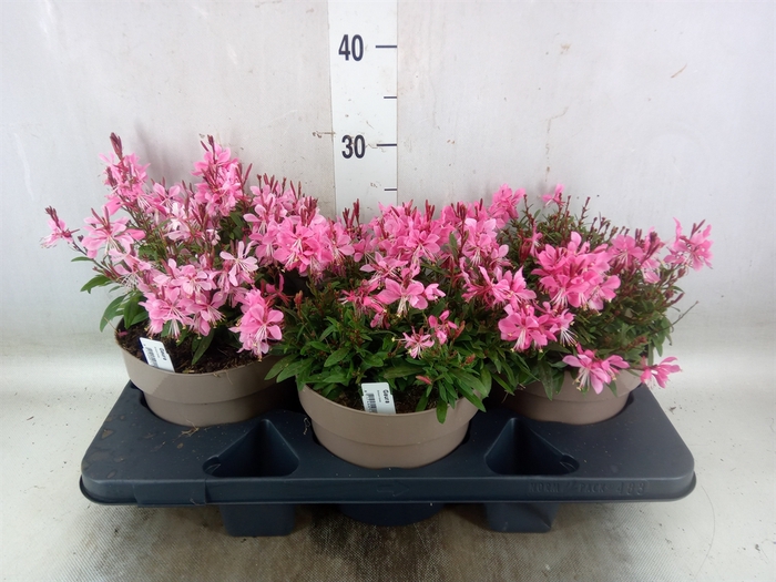 <h4>Gaura lindheimeri 'Gaudi Rose'</h4>