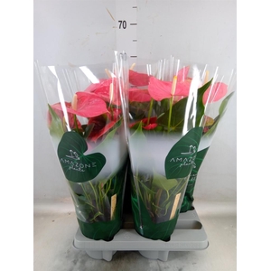 Anthurium andr. 'Colorado'