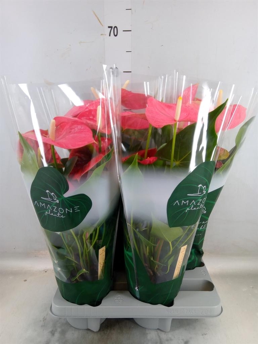 <h4>Anthurium andr. 'Colorado'</h4>