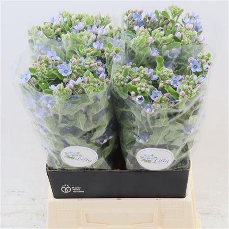 <h4>Oxypetalum Tanioka Pure Blue</h4>