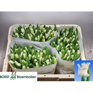 TU CO WHITE LIBERSTA