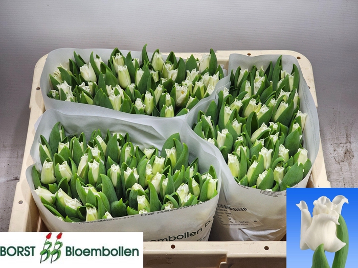 <h4>TU CO WHITE LIBERSTA</h4>