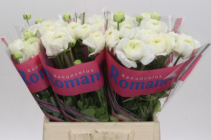 <h4>Ranunculus Romance Courchevel</h4>