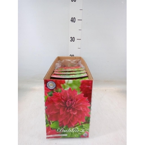 Dahlia   ...flowerbulbs