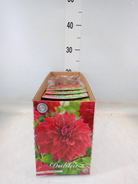 <h4>Dahlia   ...flowerbulbs</h4>