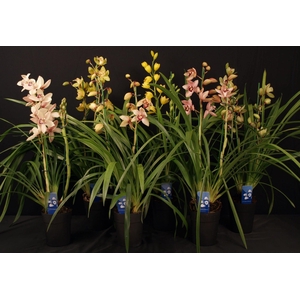 Cymbidium gemengd