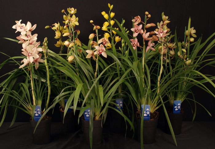 <h4>Cymbidium gemengd</h4>