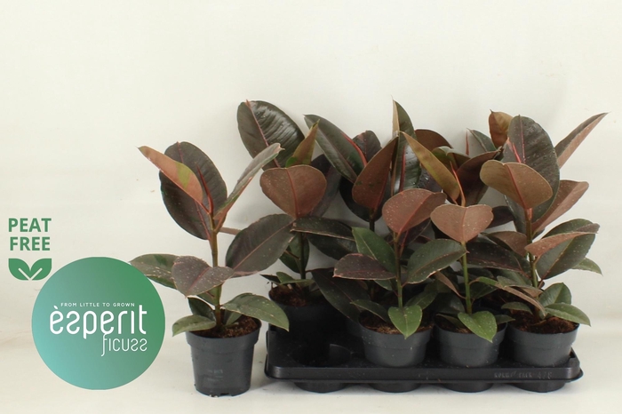 <h4>FIC EL PINK CAMOUFL</h4>