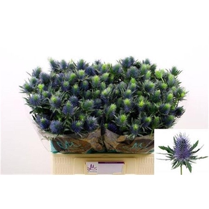 Eryn Supernova Qstar