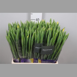 Iris Apollo
