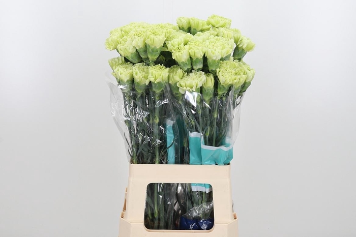 <h4>Di St Jungle</h4>