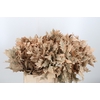 Quercus Kl Bh Apricot