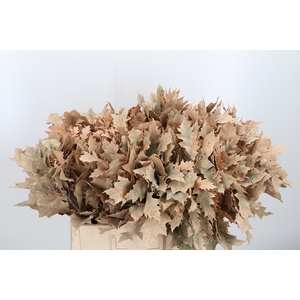 Quercus Kl Bh Apricot