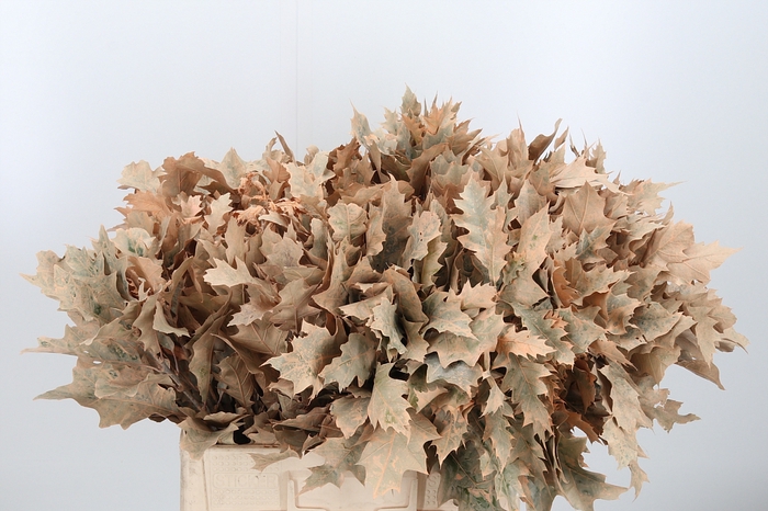 <h4>Quercus Kl Bh Apricot</h4>