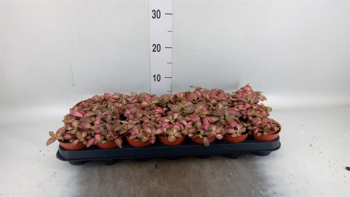 <h4>Fittonia verschaf. 'Pink Star'</h4>