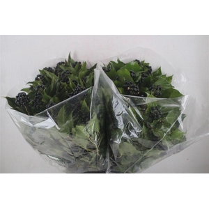 Hedera Berry 200gr P Bunch