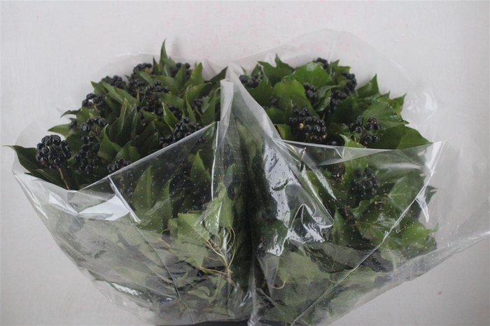 <h4>Hedera Berry 200gr P Bunch</h4>