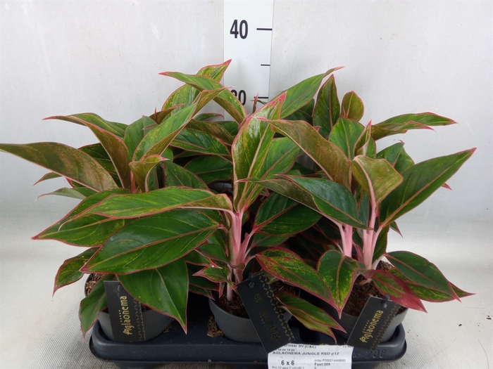 <h4>Aglaonema  'Jungle Red'</h4>