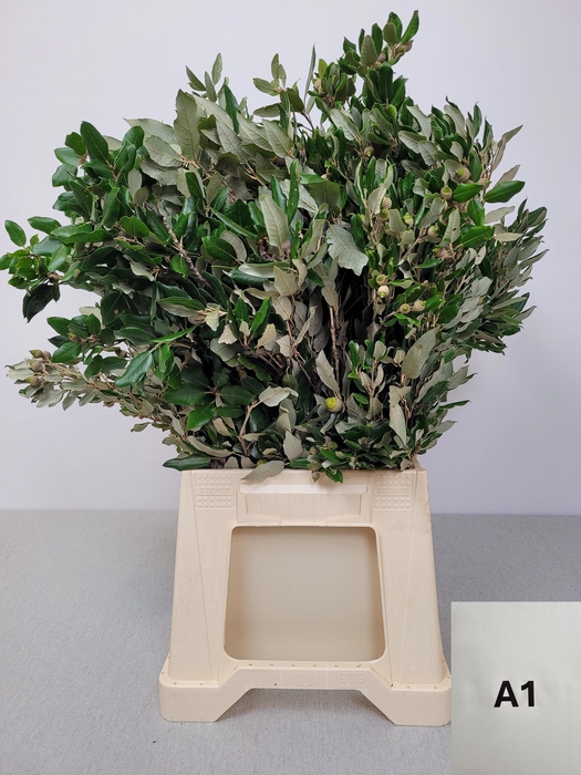 <h4>STEENEIK PB</h4>