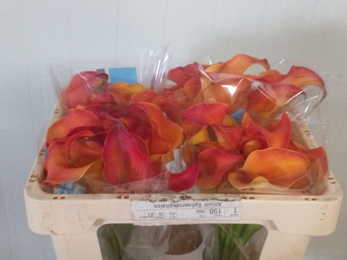 <h4>Calla Odeon</h4>