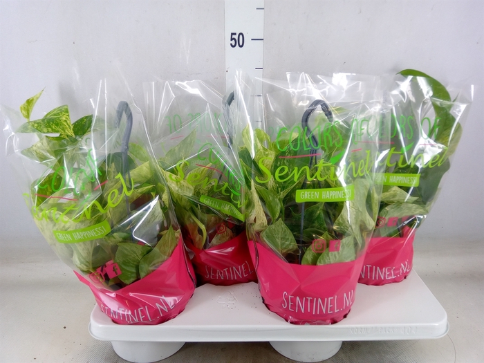 <h4>Epipremnum pinn. 'Marble Queen'  HG</h4>