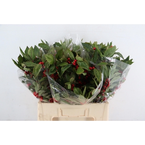 ILEX VE WINTER GOLD